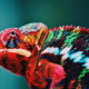 Corsica-Zoo-1